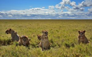 Lions at Serengeti