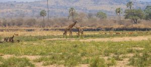 Southern Tanzania Safari 8 Days