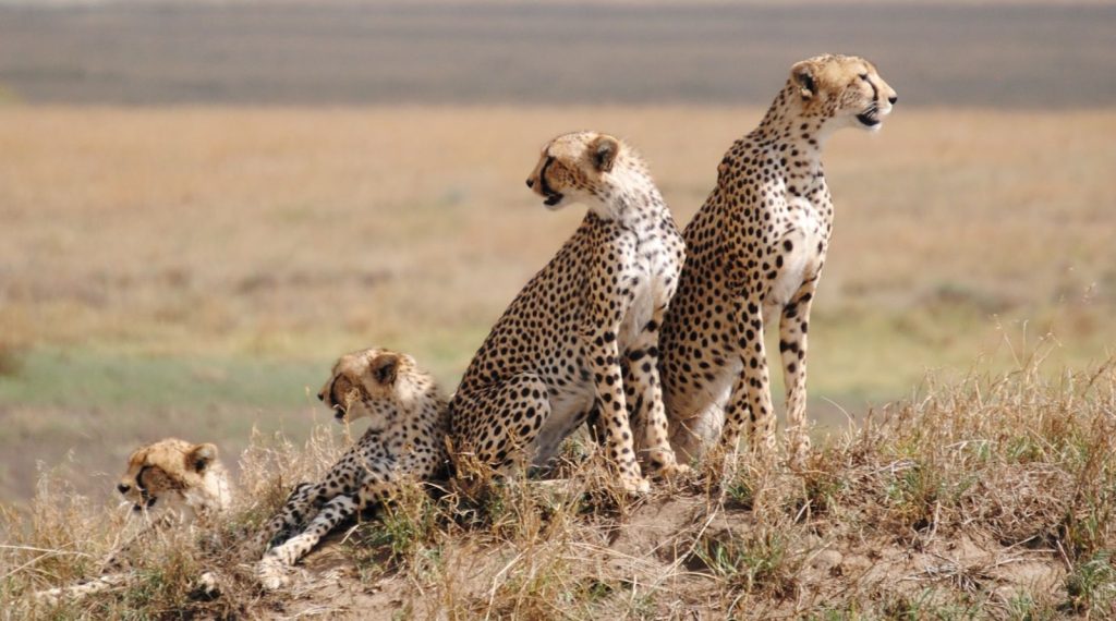 4 days Tanzania budget safari