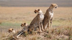 4 days Tanzania budget safari