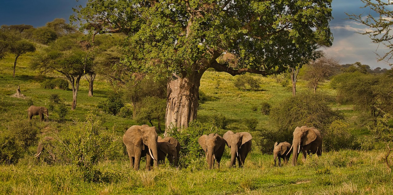 7-Day Northern Tanzania Safari Midrange