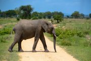 Safari Mikumi Elephants