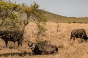 Selous Ruaha Safari