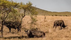 Selous Ruaha Safari