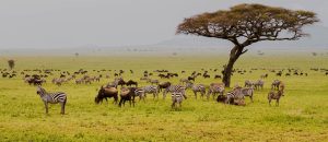 Tanzania Budget Safari 4 Days