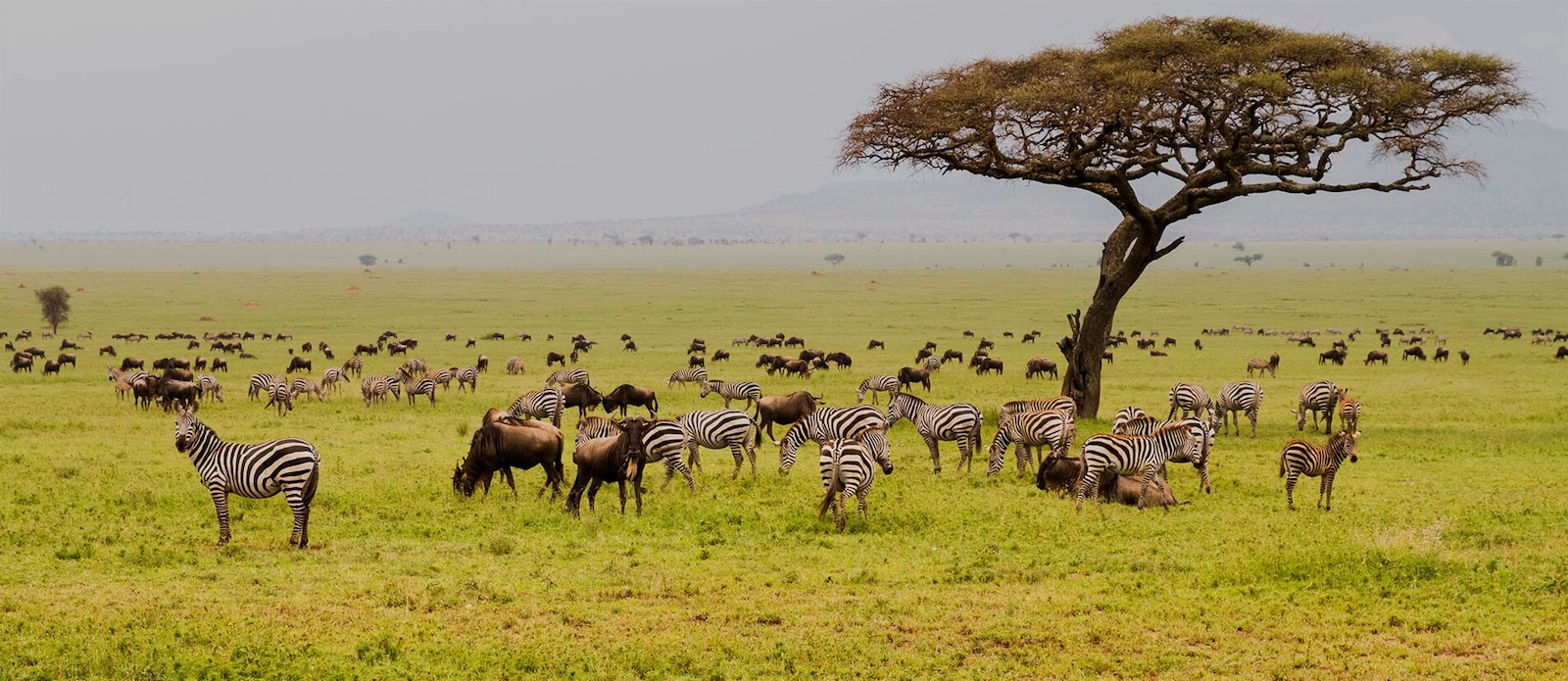 4‑Day Tanzania Budget Safari