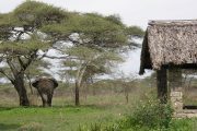 Ndutu elephant