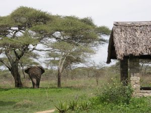 Ndutu elephant