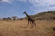 Masai Giraffe Serengeti