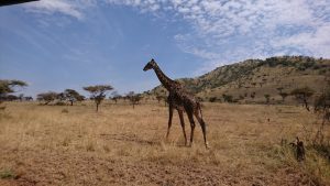 Masai Giraffe Serengeti