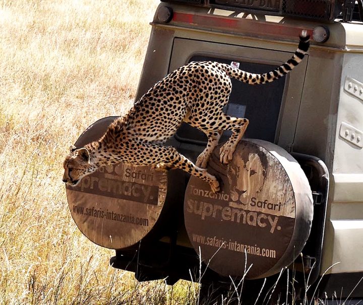 Tanzania Serengeti safari cheetah