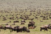 Wildebeests Serengeti