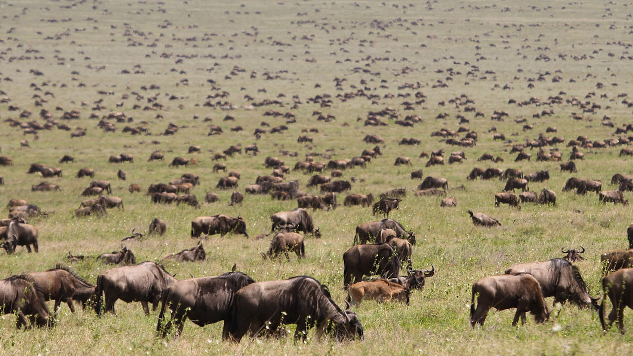 Wildebeests Serengeti