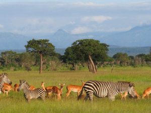 2 day safari from Dar es salaam Mikumi