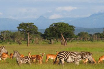 2 day safari from Dar es salaam Mikumi