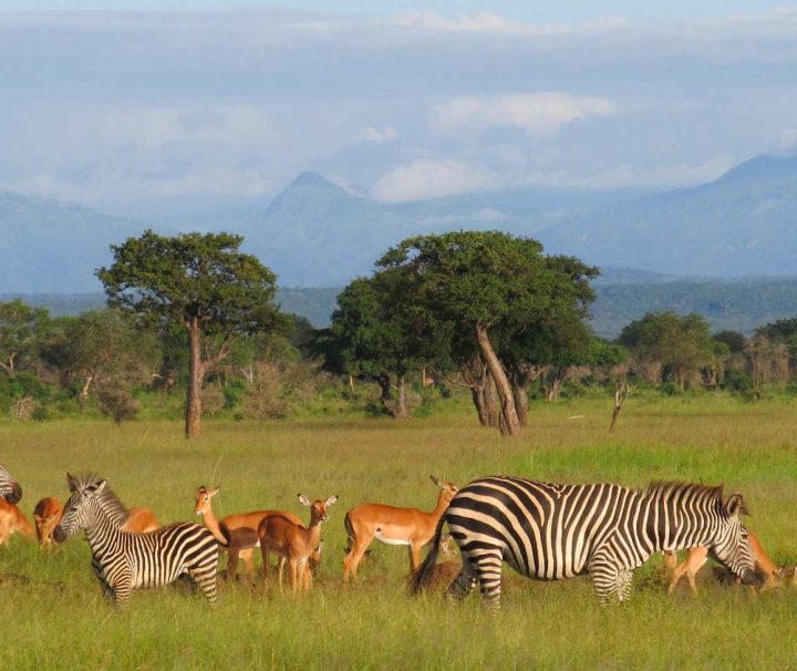 2 day safari from Dar es salaam Mikumi