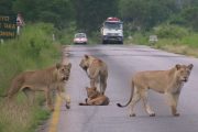 2 day Safari from Dar es Salaam to Mikumi National Park
