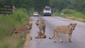 2 day Safari from Dar es Salaam to Mikumi National Park