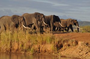 Wildlife Mikumi Elephants