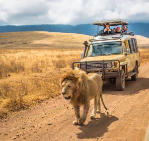 lion male safari tanzania