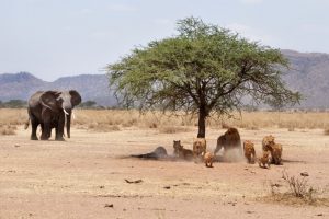 tanzania wildlife safari camping