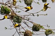 Ngorongoro Crater Weaver Birds