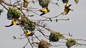 Ngorongoro Crater Weaver Birds