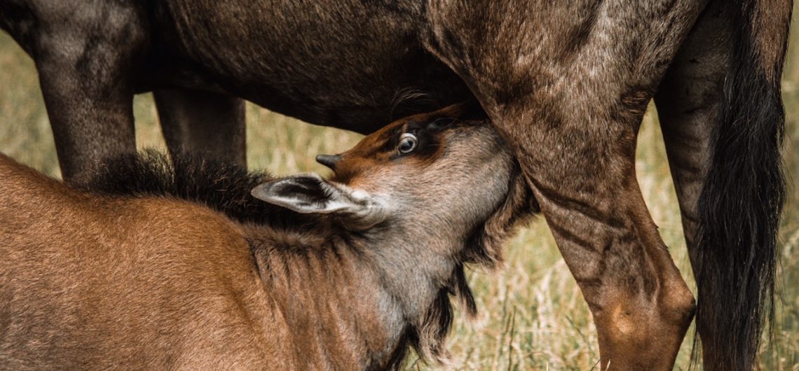 Calving Safari Tanzania Wildebeests MIgration