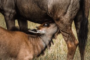 Calving Safari Tanzania Wildebeests MIgration