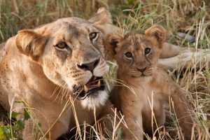 Lioness-cub-Tanzania-safari