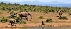 3 day safari Mikumi from Zanzibar