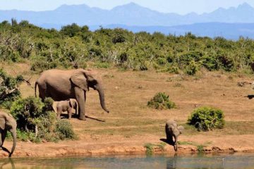 3 day safari Mikumi from Zanzibar