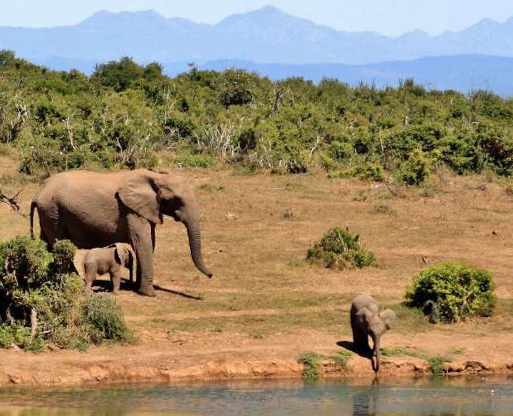 3 day safari Mikumi from Zanzibar