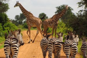 3-day safari Mikumi from Zanzibar zebras