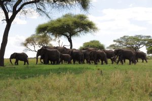 3 day safari Zanzibar elephants