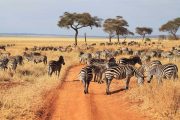 3 Days Tanzania Safari starting Zanzibar