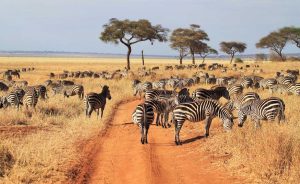 3 Days Tanzania Safari starting Zanzibar