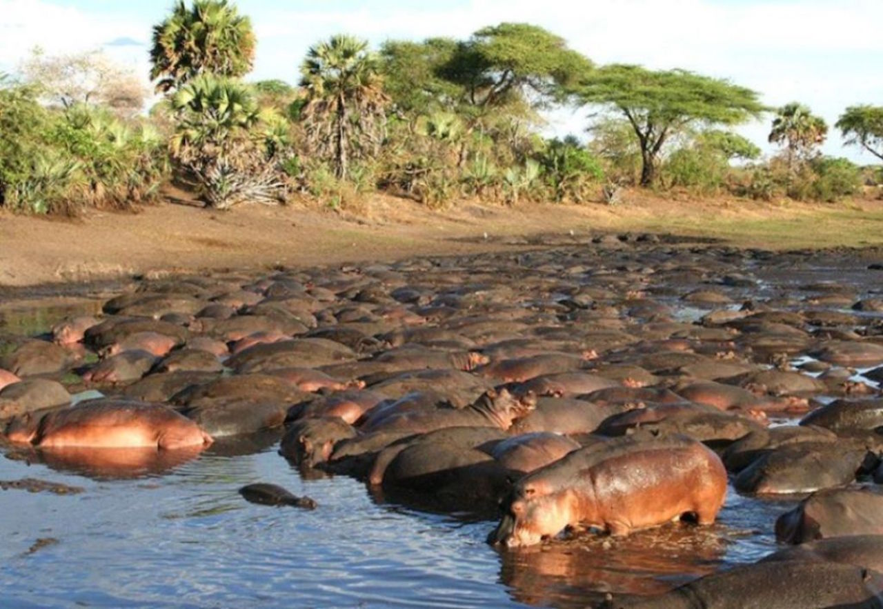 Hippos in Katavi