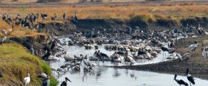 Katavi National Park, Tanzania