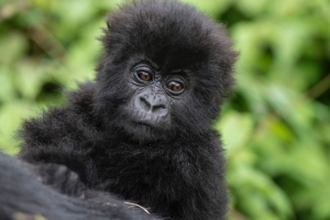 Gorilla naming rwanda