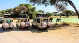 Tanzania safari tours