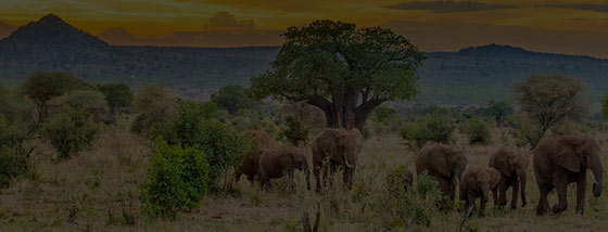 6 days safari Tanzania