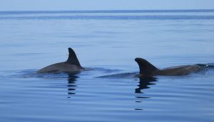 Zanzibar Dolphin Tour