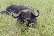 Bufalloes Tanzania Safari