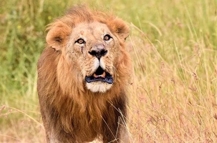 Lion Serengeti Park Tanzania