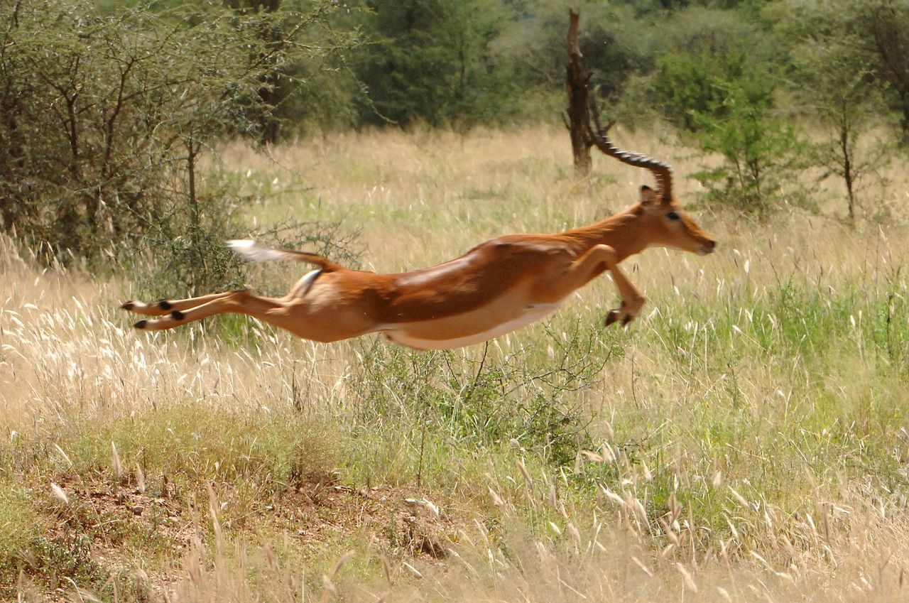 impala serengeti safari