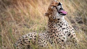 Cheetah in Serengeti National Park