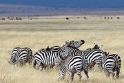 Zebras Tanzania Safari