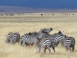 Zebras Tanzania Safari