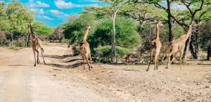 3 day selous from zanzibar